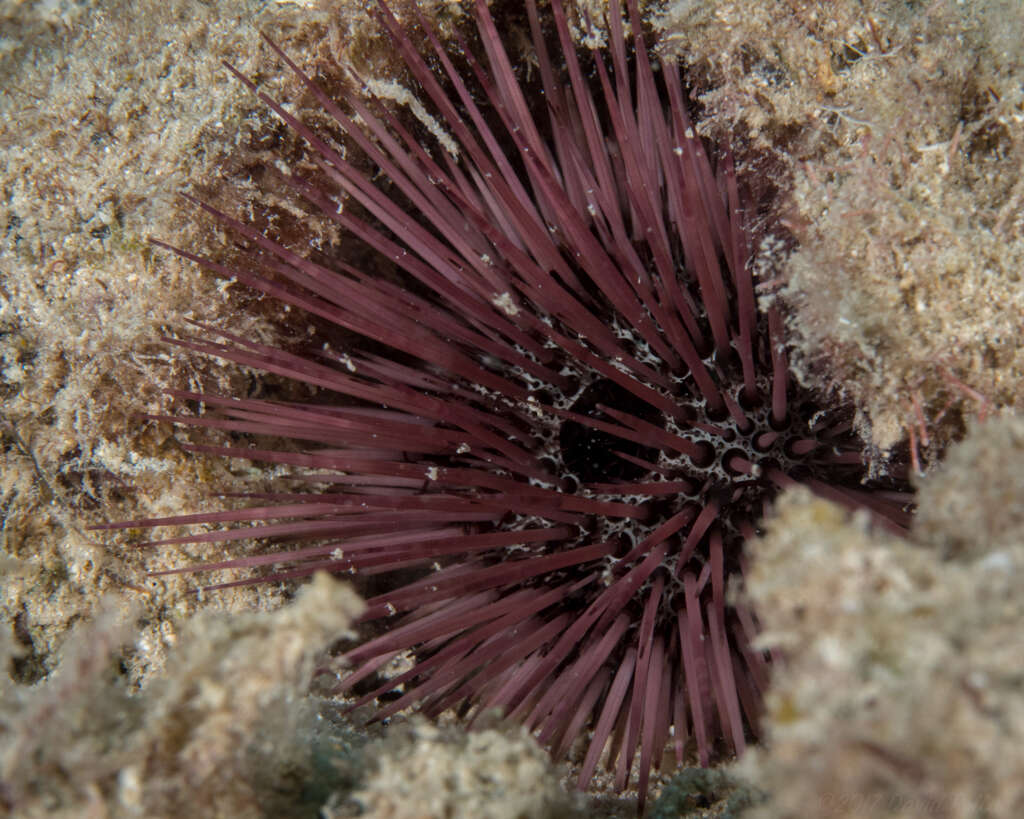 صورة Echinostrephus A. Agassiz 1863