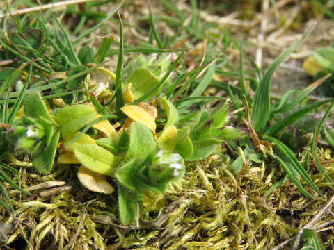 Image of lawn moss