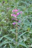 Imagem de <i>Chamaenerion <i>angustifolium</i></i> subsp. angustifolium