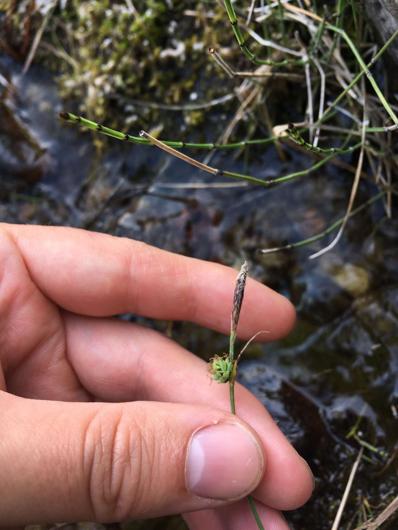 Image of low northern sedge