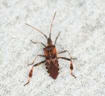 Image of Pine Seed Bug