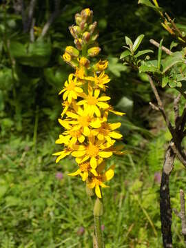 Image of Ligularia sibirica (L.) Cass.