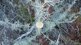 Image of Asparagus capensis var. capensis