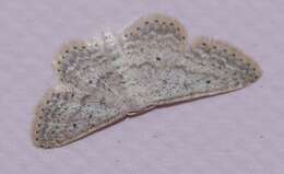 Image de Idaea elongaria Rambur 1833