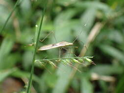 Image of Stenocoris (Stenocoris) apicalis (Westwood 1842)