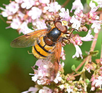 Image of lesser hornet hoverfly