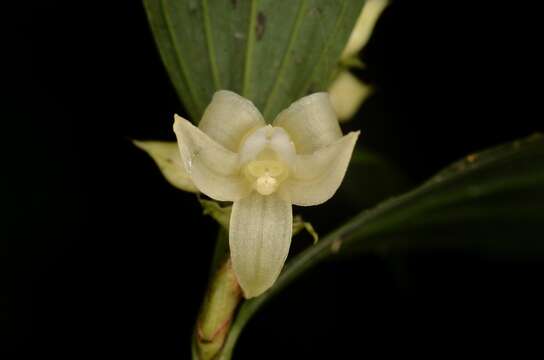 Image of Tropidia curculigoides Lindl.