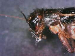 Image of Cuban Ground Cricket