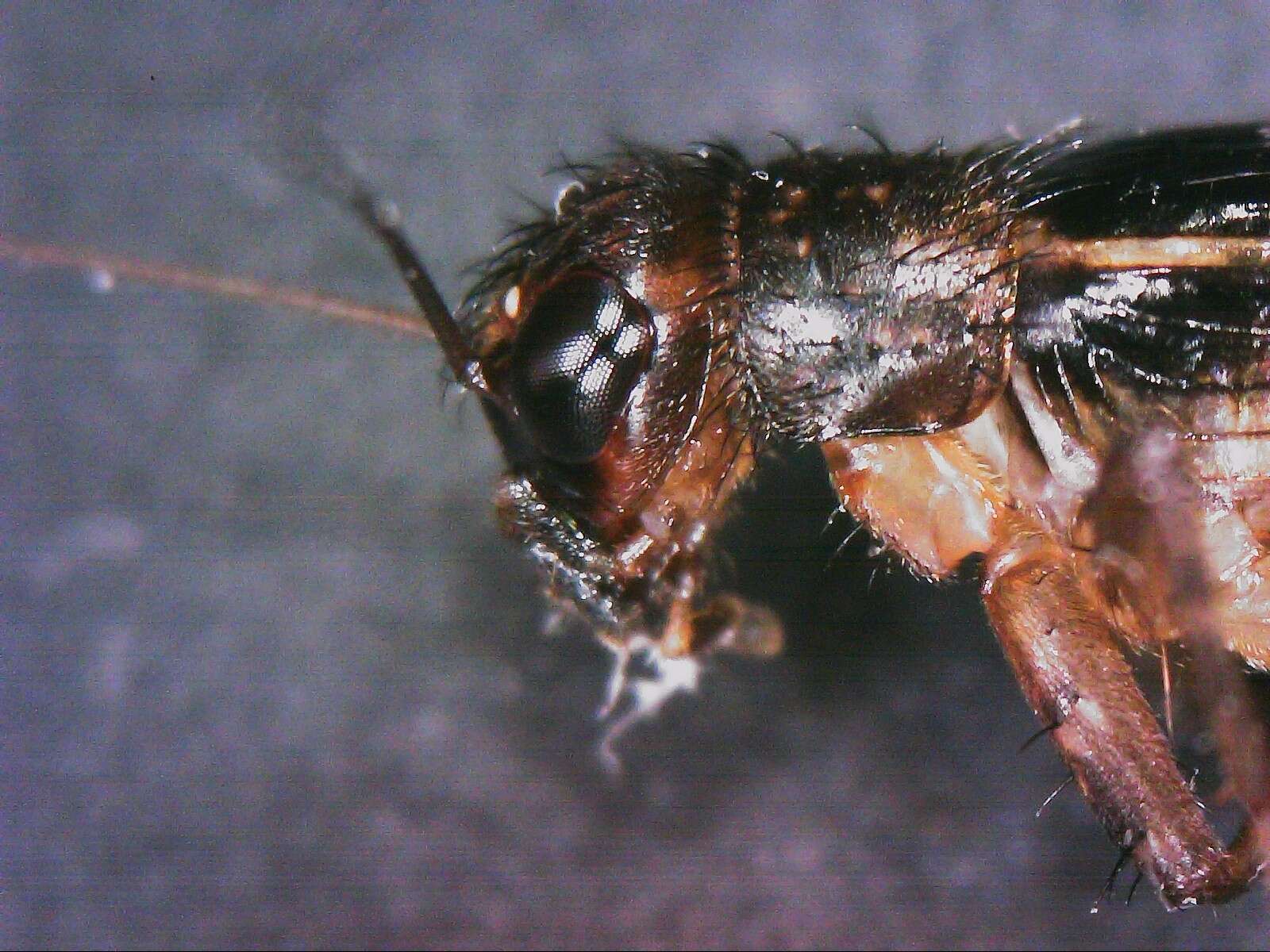 Image of Cuban Ground Cricket