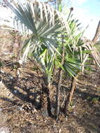 Image of white thatch palm