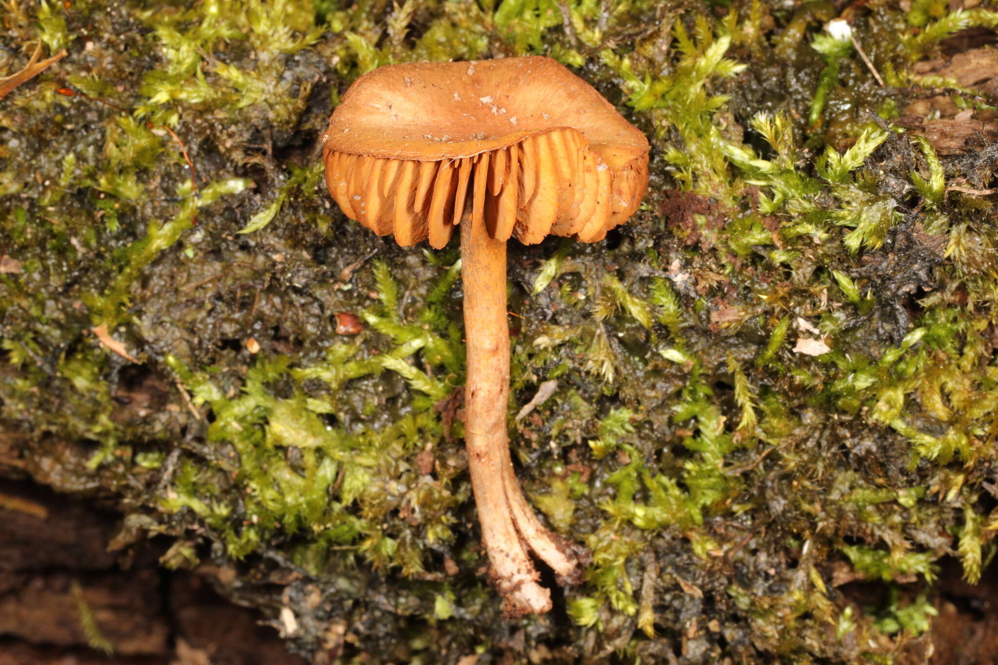 Image of Cortinarius perviolaceus Murrill 1946