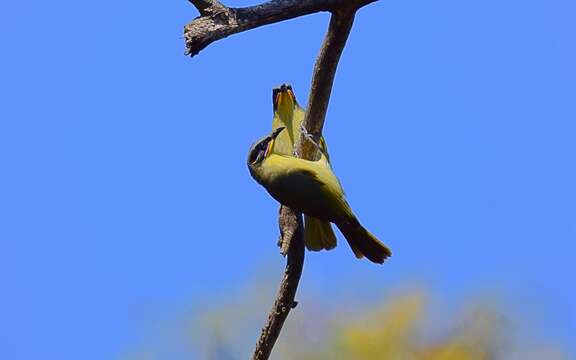 صورة Lichenostomus cratitius (Gould 1841)