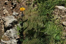 Image of dwarf oxeye