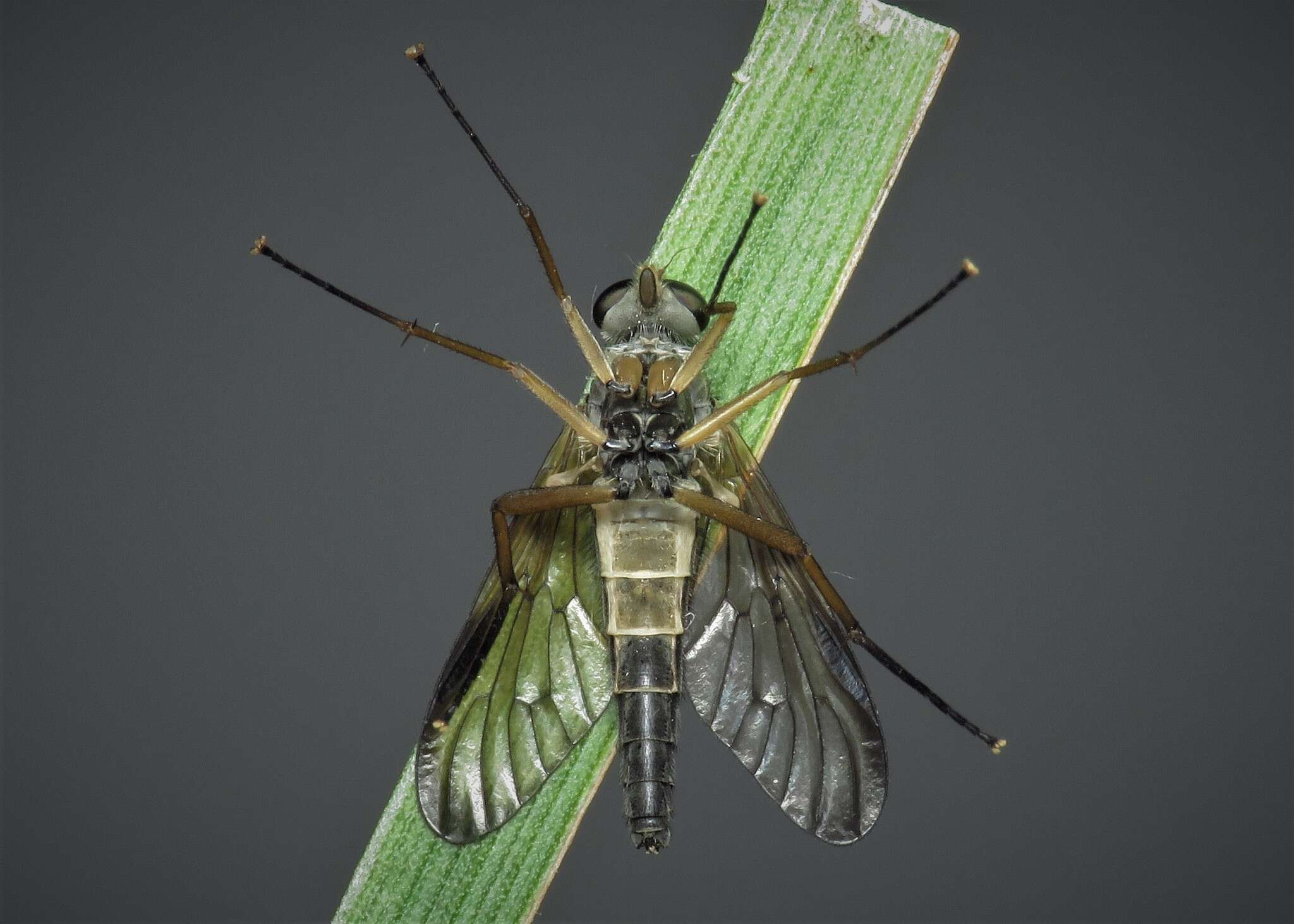 Image of Rhagio vitripennis