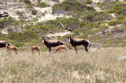 Image of Blesbok