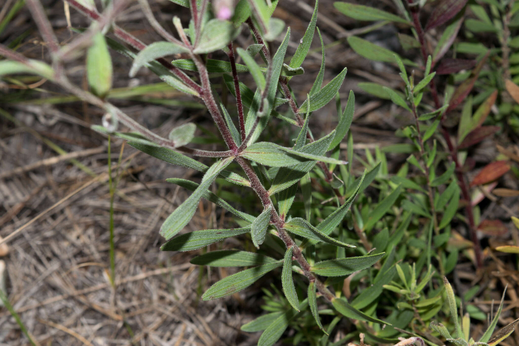 Image of Carphochaete durangensis Grashoff ex B. L. Turner