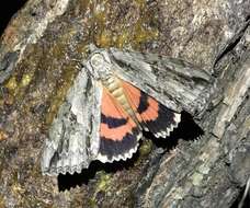 Image of Mother Underwing