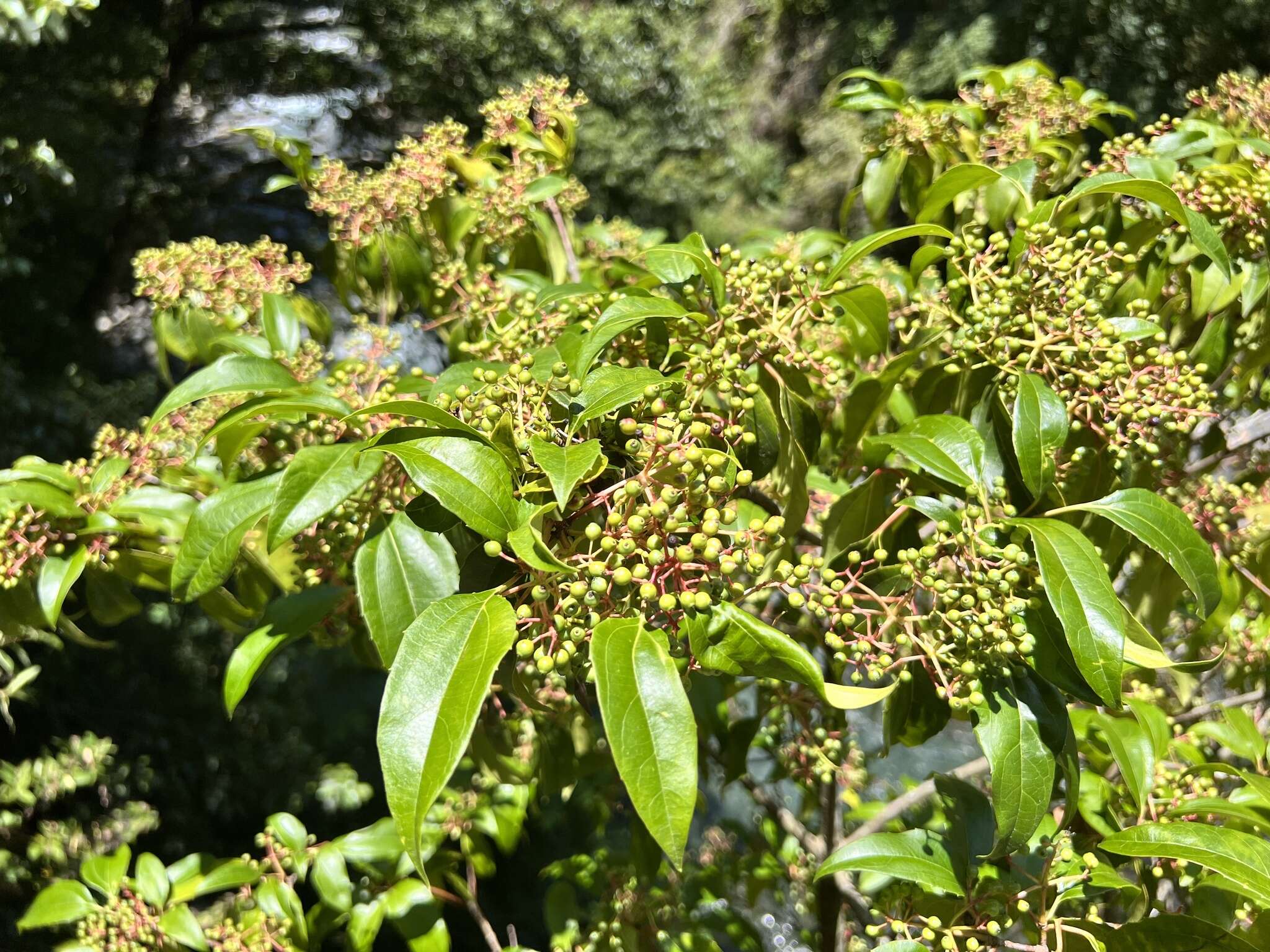 Image of Viburnum propinquum Hemsl.