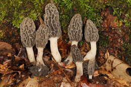 Image of Morchella diminutiva M. Kuo, Dewsbury, Moncalvo & S. L. Stephenson 2013