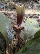 Image of Tacca integrifolia Ker Gawl.