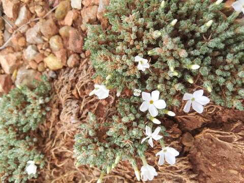 Image of musk phlox