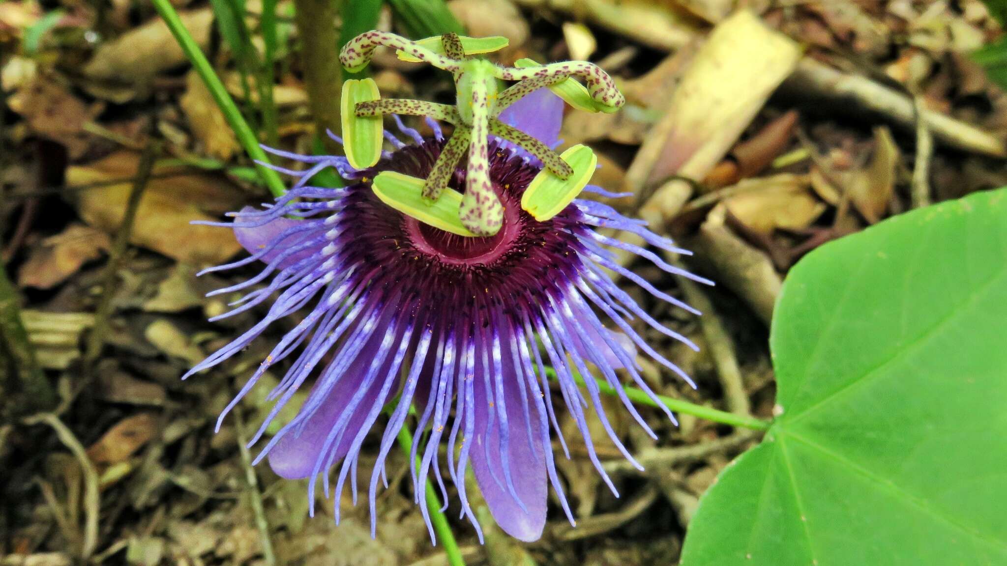 Image de Passiflora amethystina Mikan