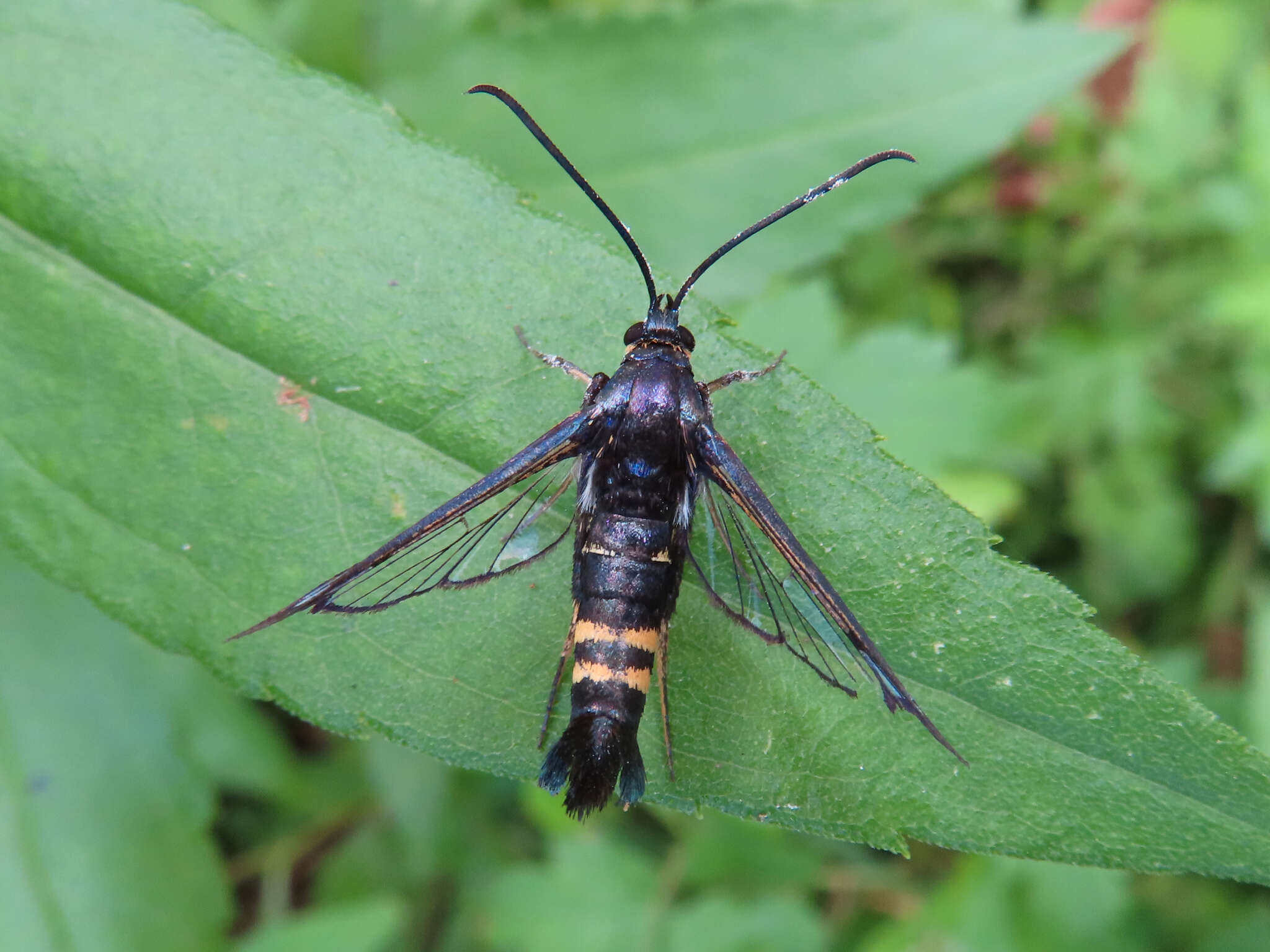 Image of cherry tree borer