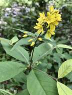 Image of Fraser's yellow loosestrife