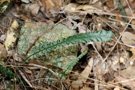 Plancia ëd Doodia linearis C. Moore ex J. Sm.