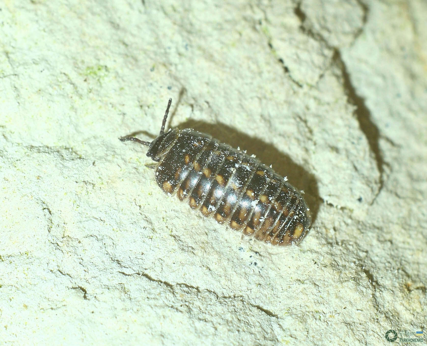 Image of Glomeris hexasticha Brandt 1833