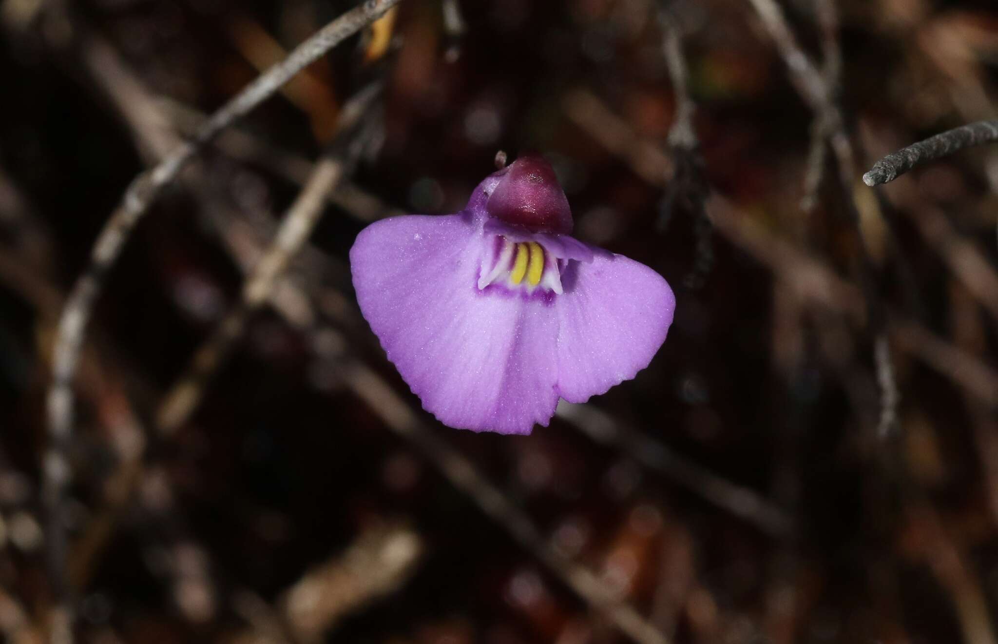 صورة Utricularia uniflora R. Br.