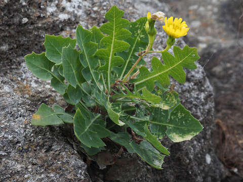 Image of Sonchus brachylobus Webb & Berth.