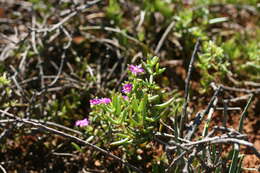 Imagem de Delosperma vernicolor L. Bol.