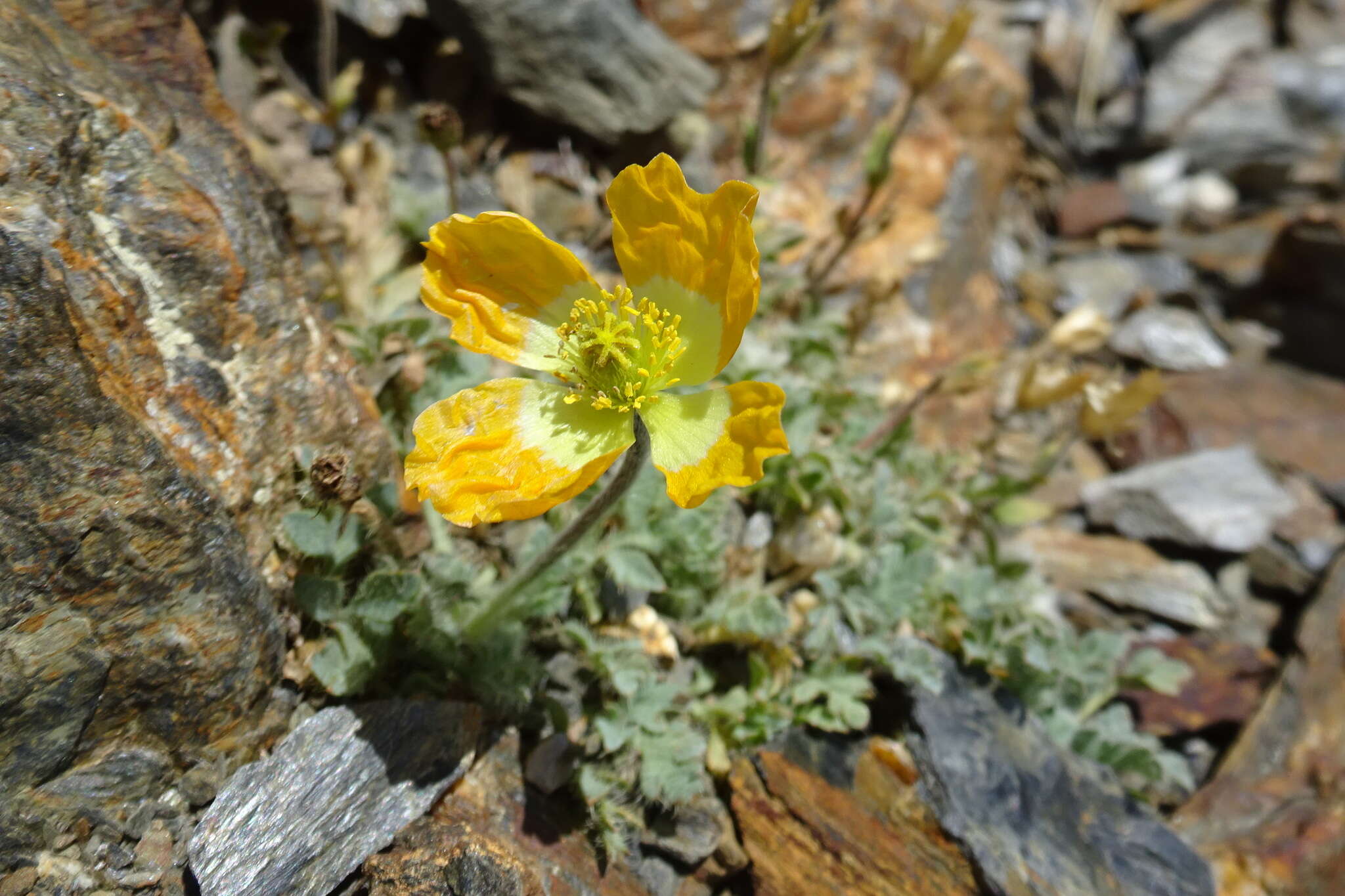 Image of Papaver lapeyrousianum Gutermann