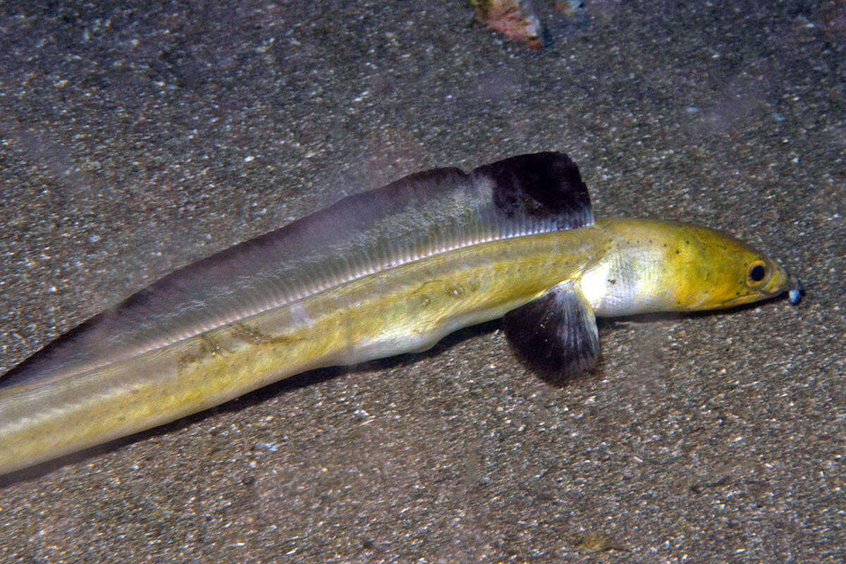 Image of Highfin snake eel