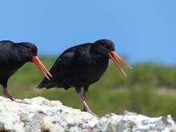 Image of Variable Oystercatcher