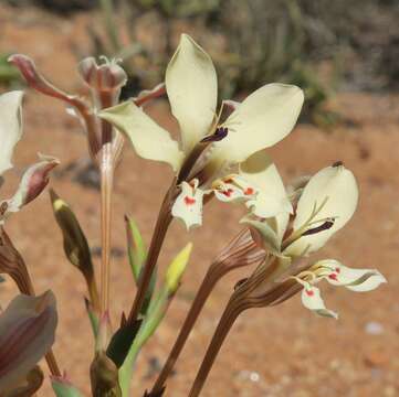 Image of Lapeirousia fabricii subsp. fabricii