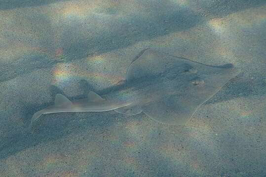 Image of Guitarfish