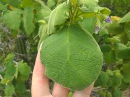 Image of Solanum cordifolium Dun.