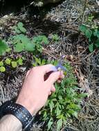 Image of rock clematis