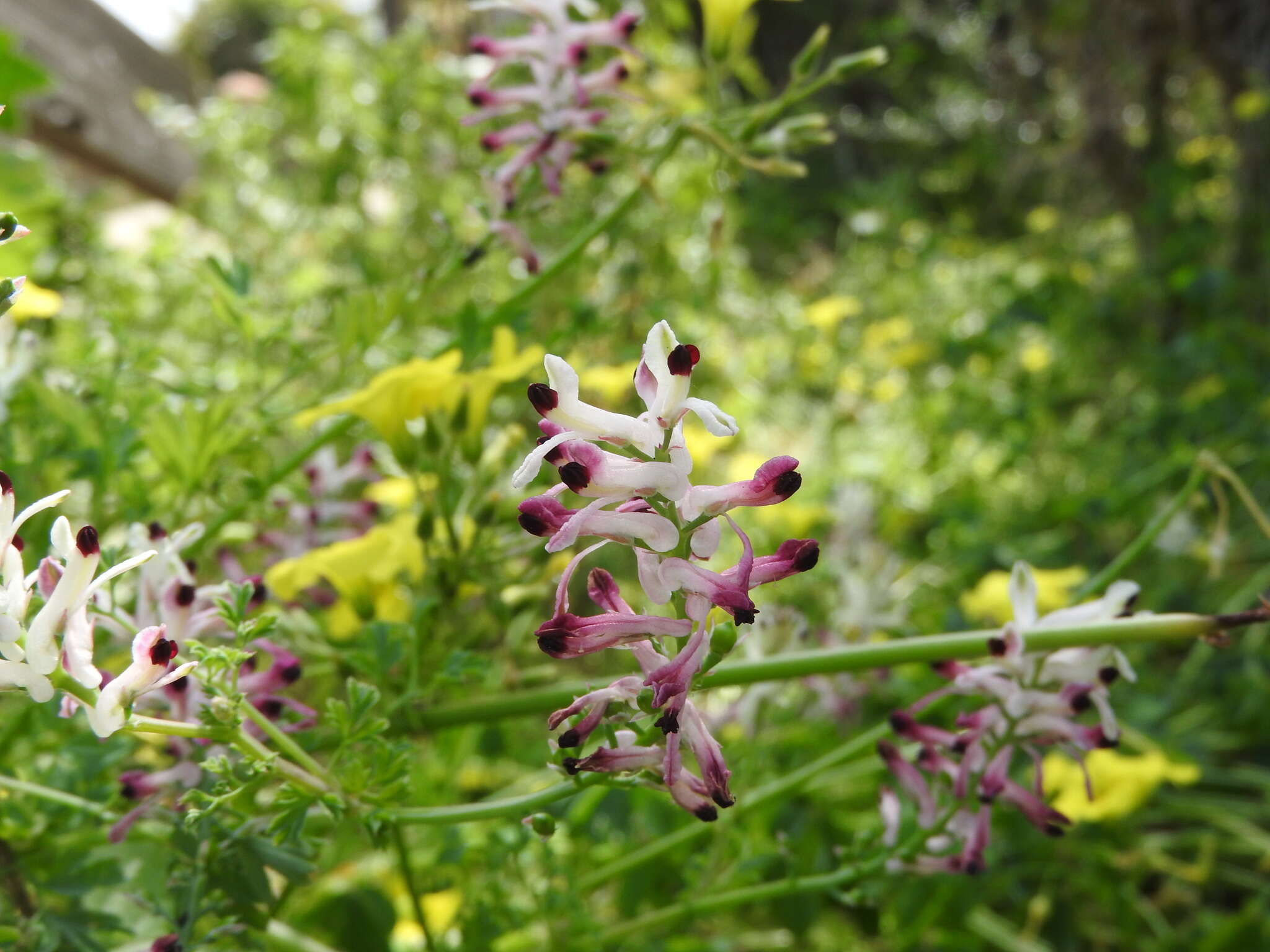 Image of field fumitory