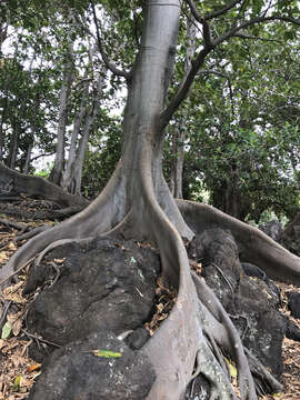 Image of Moreton Bay fig