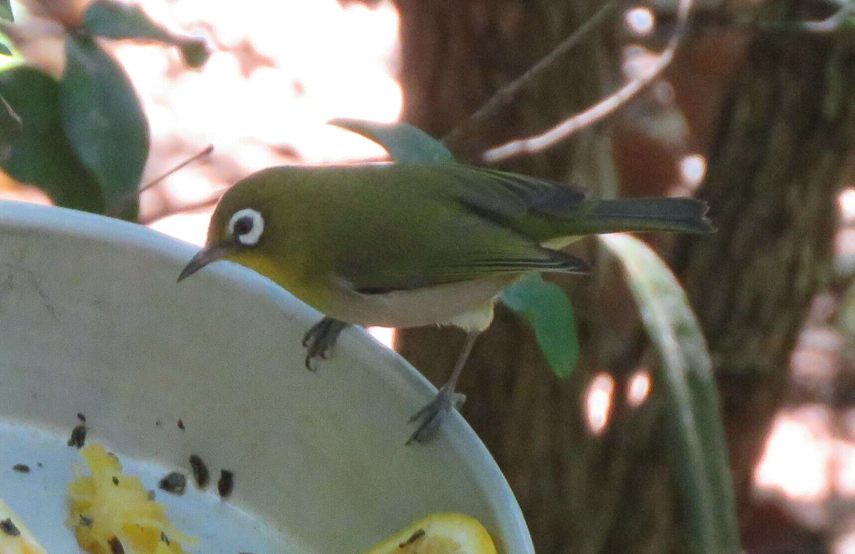 Image of Green-backed White-eye