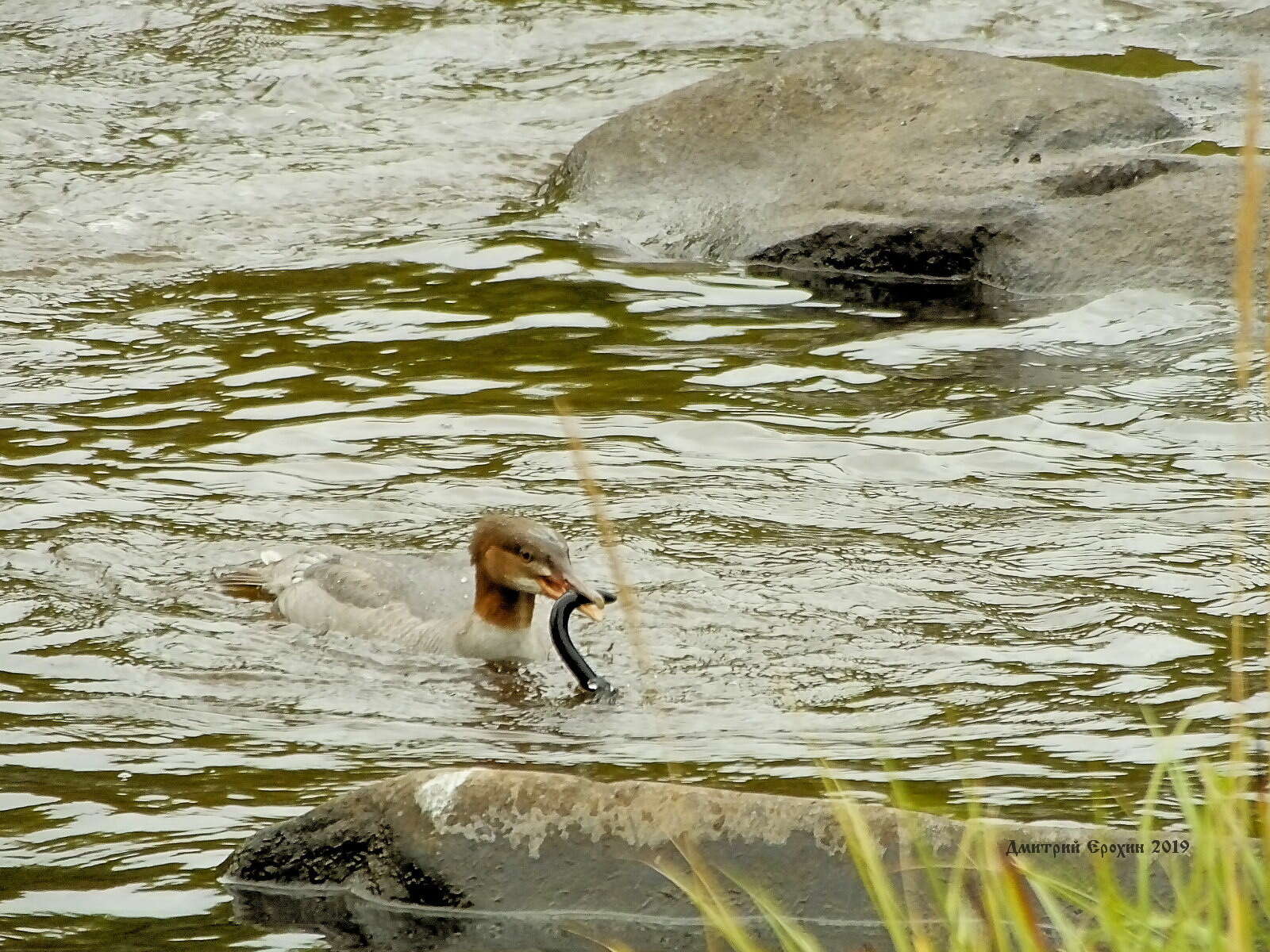 Image of river lamprey, lampern