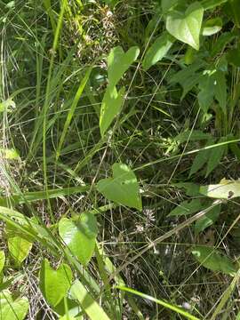 Dioscorea floridana Bartlett的圖片