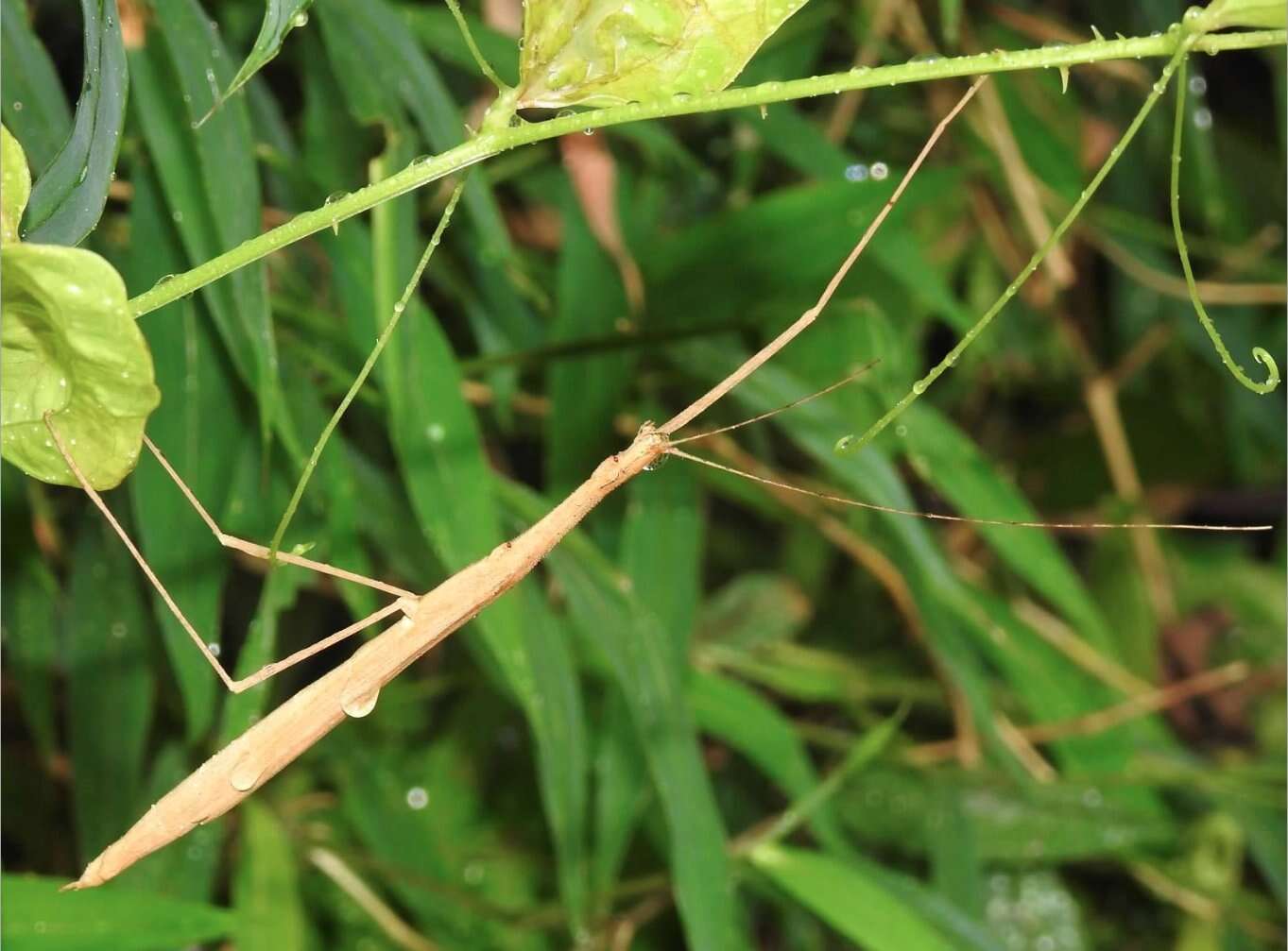 Image of Stick insect