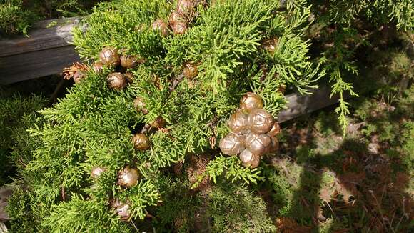 Image of Monterey cypress