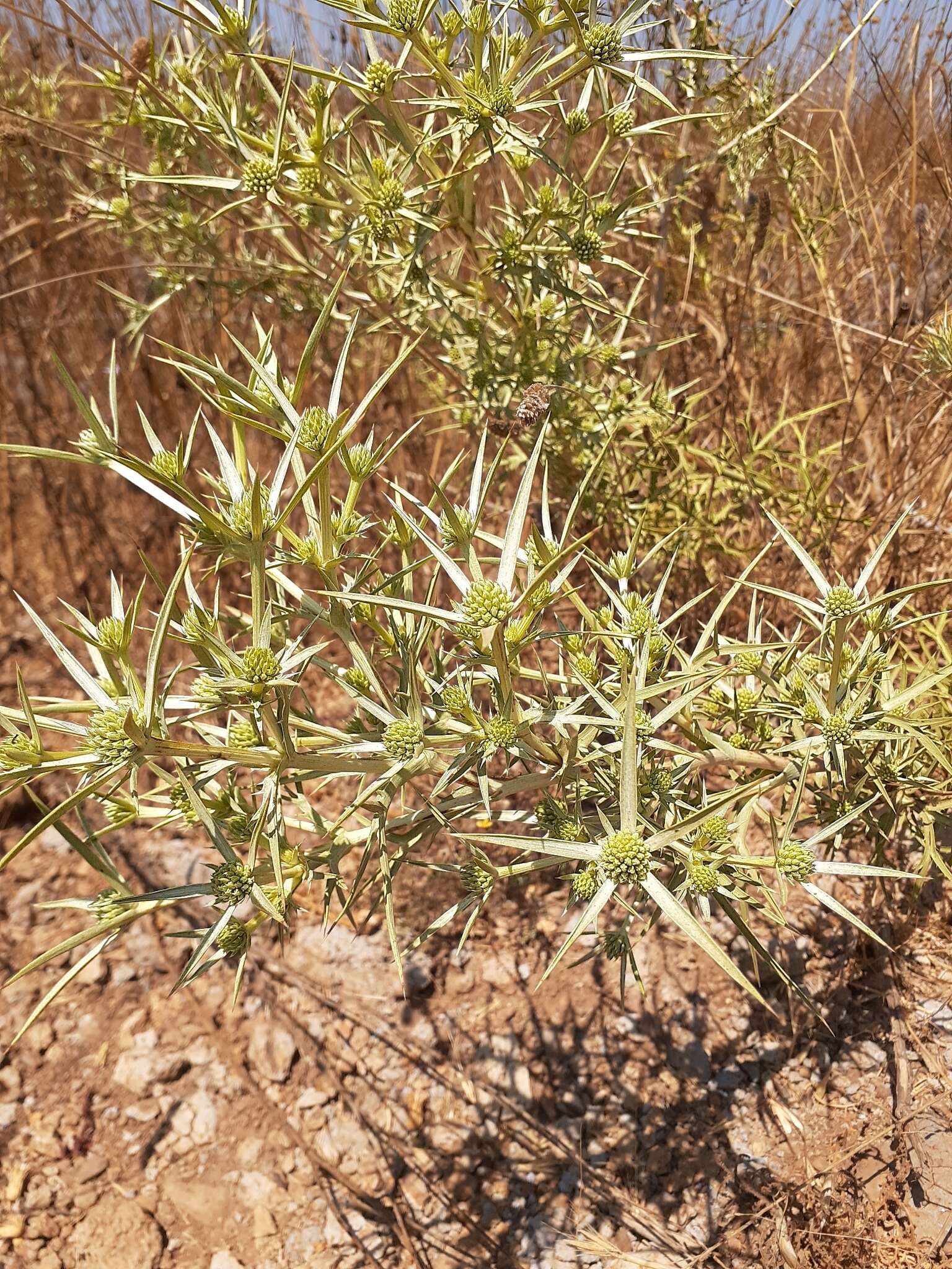 Image of Eryngium glomeratum Lam.