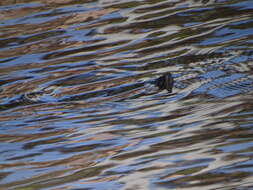 Image of Black-bellied Slider