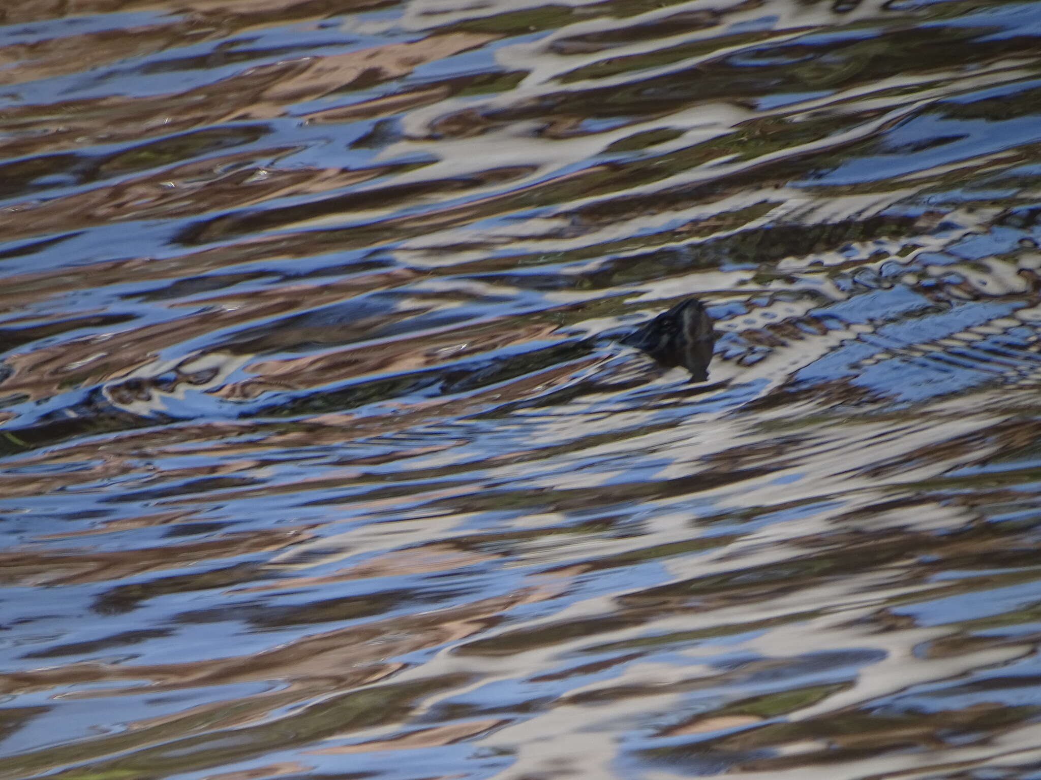 Image of Black-bellied Slider